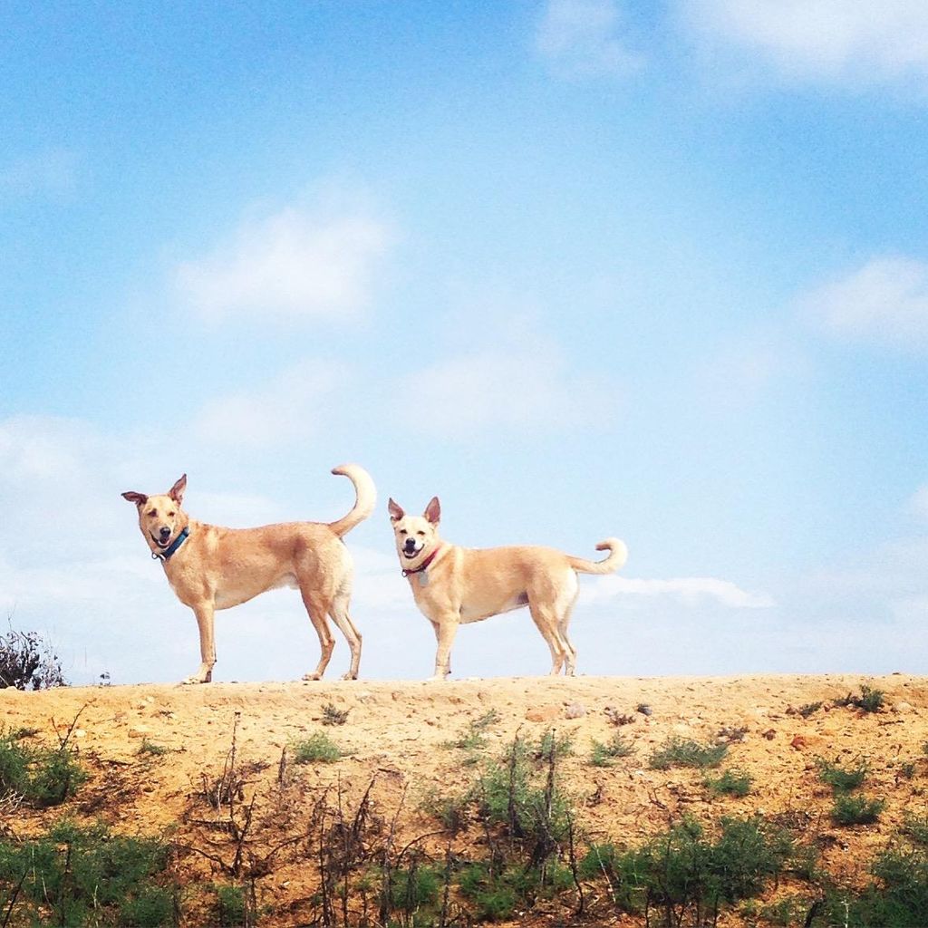 High Energy Dog Walking San Diego