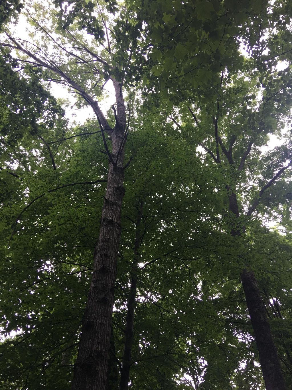 Large dead oak tree removal by the back of the hou
