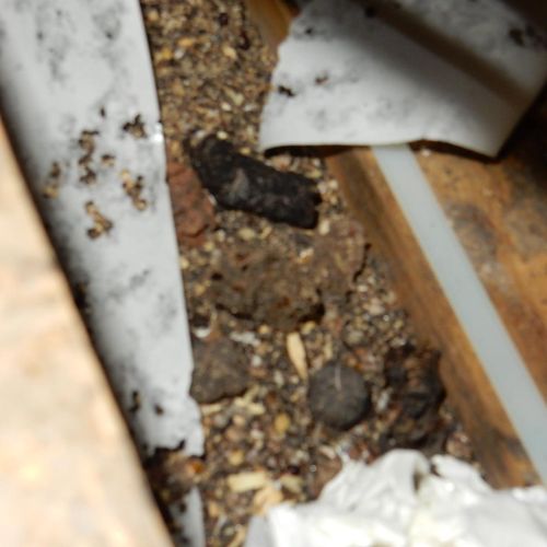 Large feces dropping and infestation in attic