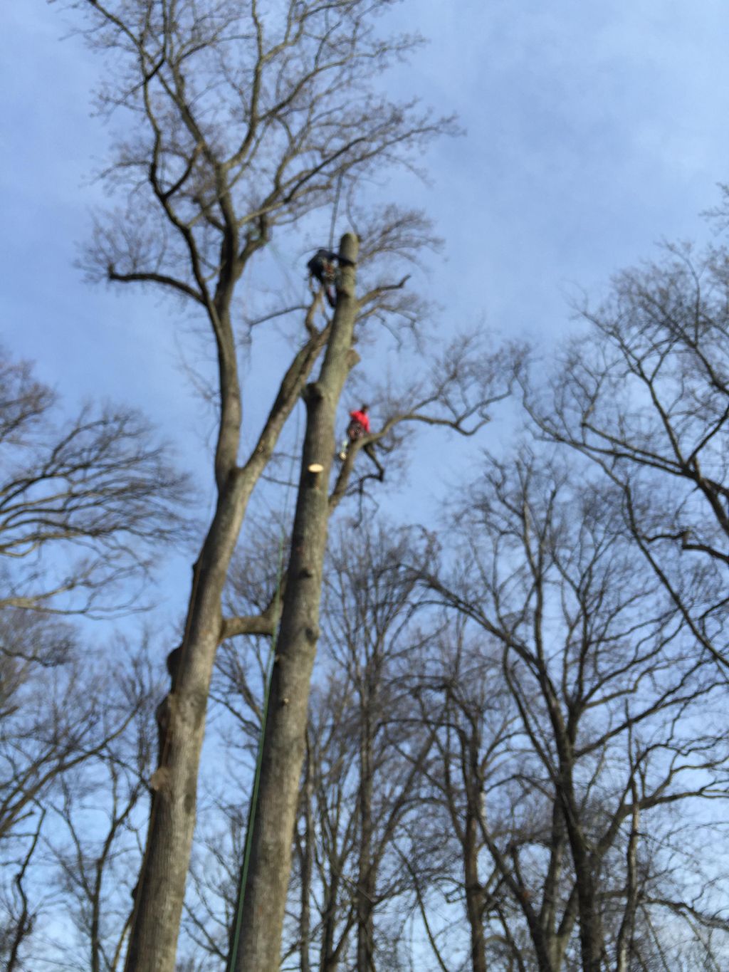 I have professional tree climbers,