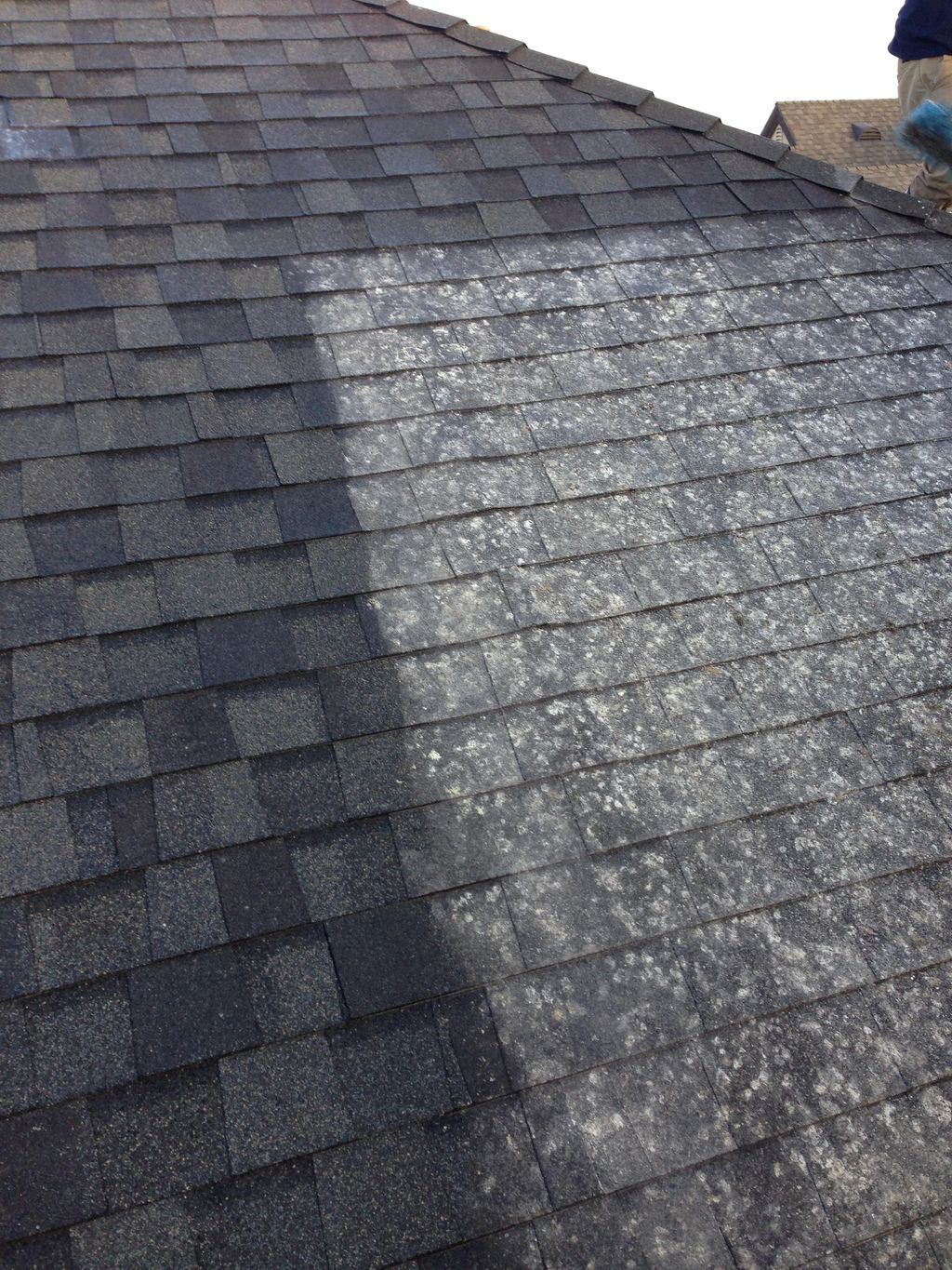 Roof Cleaning: Pigeon problem