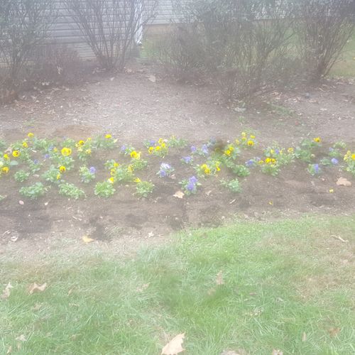 Flowers we planted to add color to the customers f