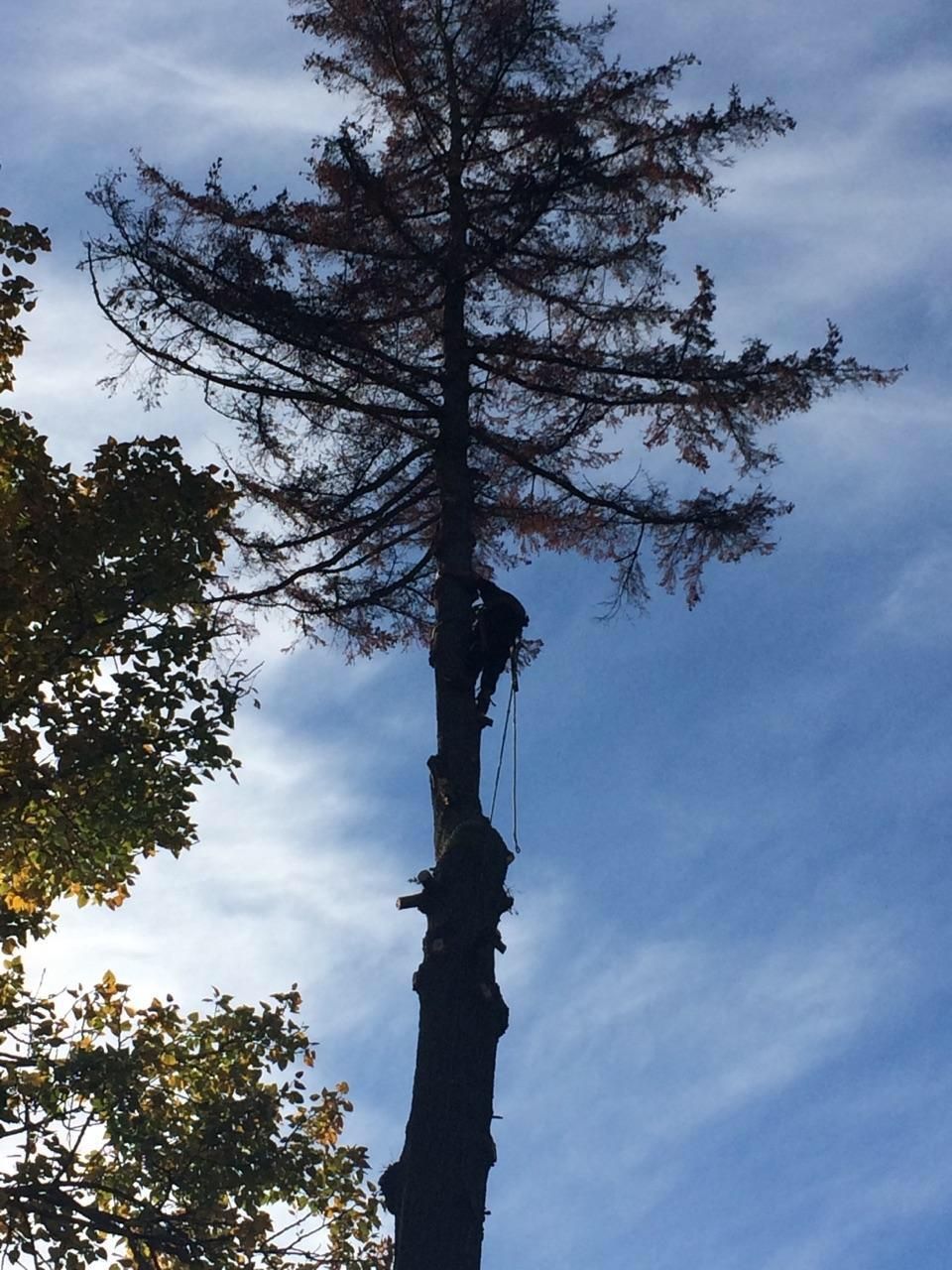 Limitless Tree Service