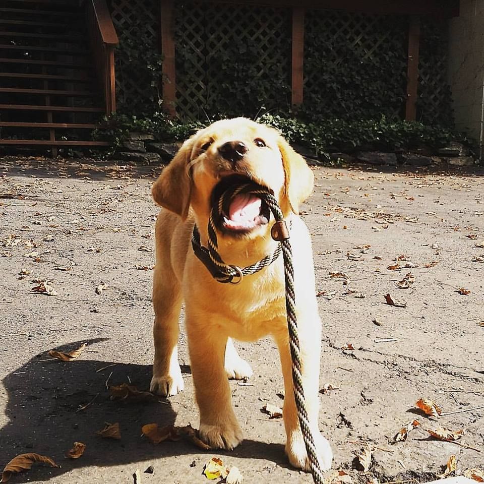 At 2 months old, Griffin already has a mighty Rawr