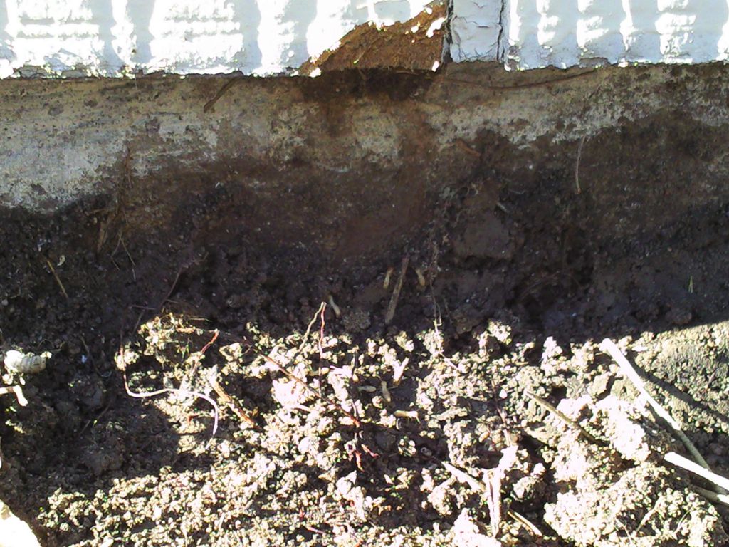 Scraped Termite Mud Tubes, Prior to Treatment Colo