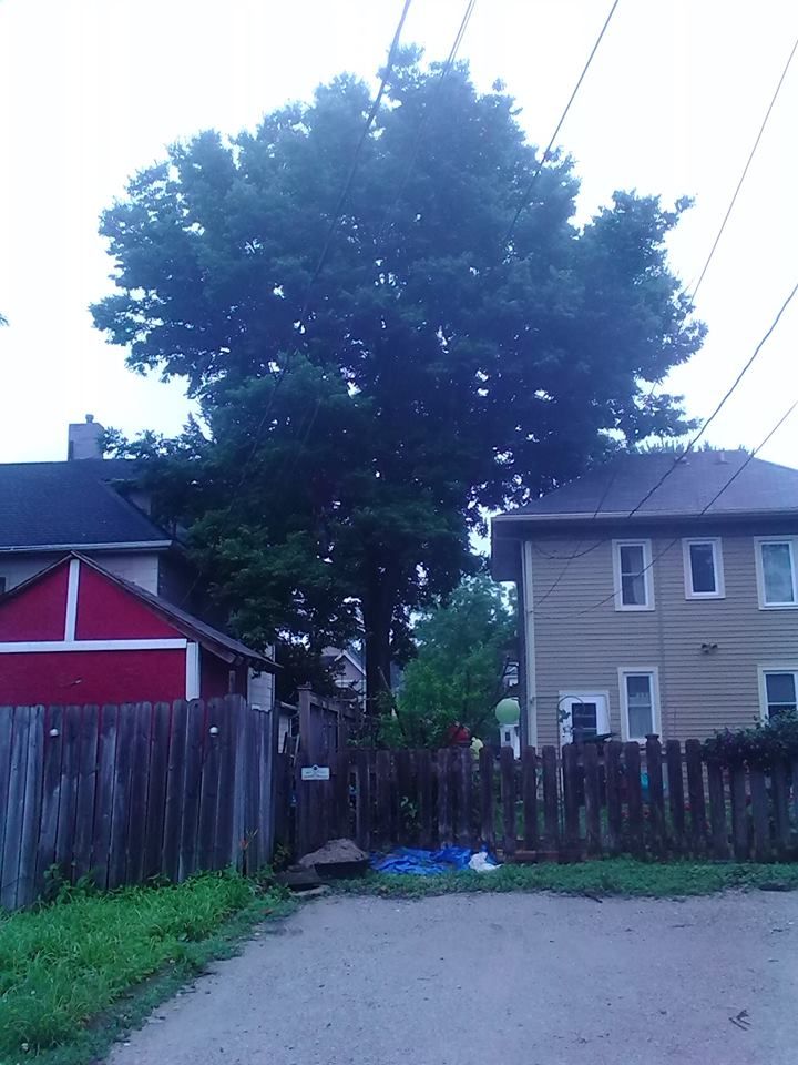 hackberry removal (before)