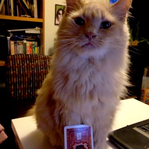 Amanda the Intui-Cat.  You can see her "Card of th