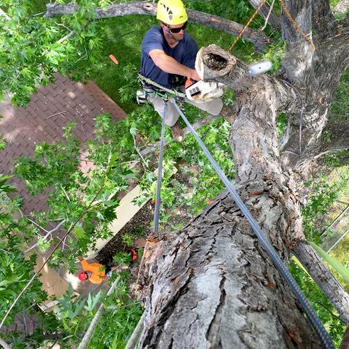 Removing large hollow limb that hung over the cust