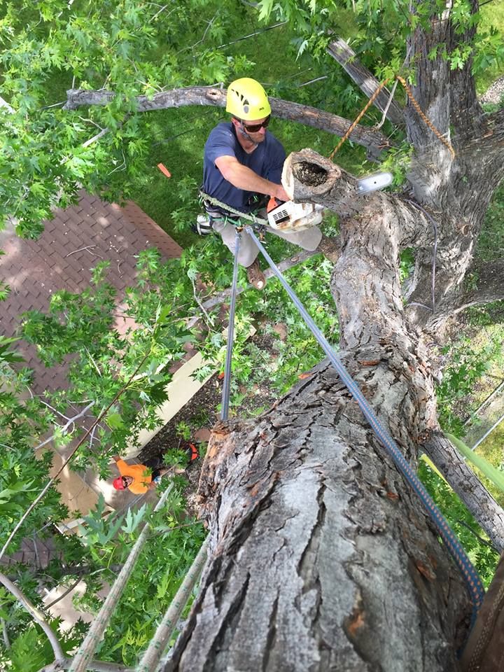 Removing large hollow limb that hung over the cust