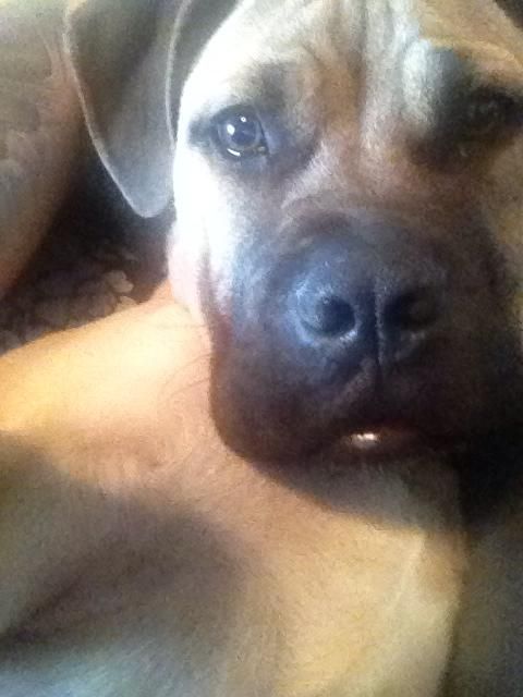 Large breeds welcome.