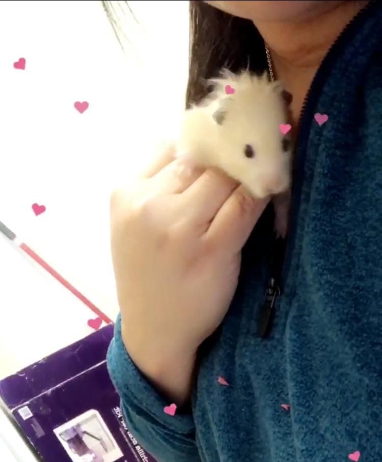 me caring for one of our adopted hamsters from the