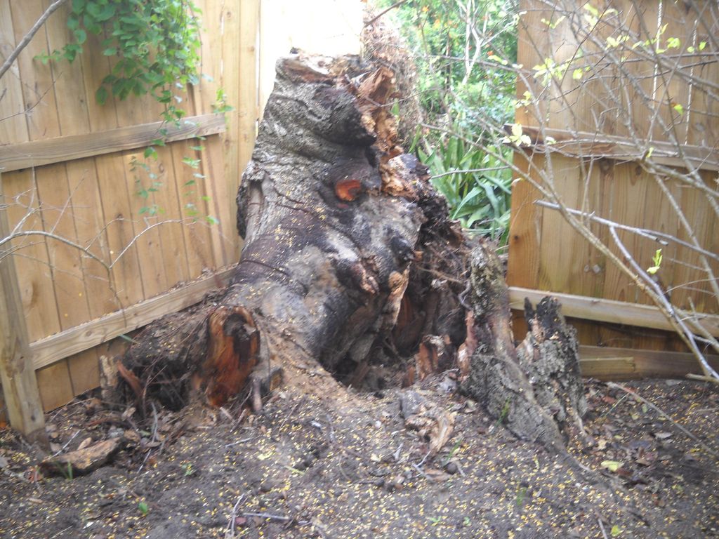 Clean Cut Tree Service & Stump Grinding, Inc.
