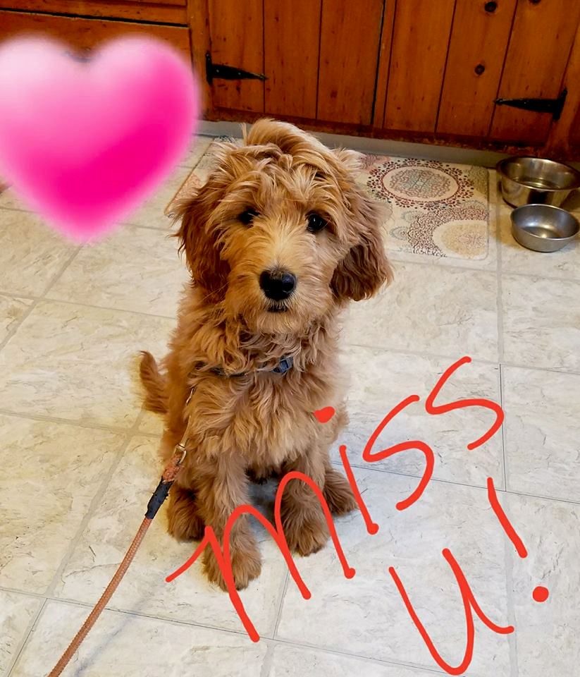 Here is Rosie, current student in the puppy progra