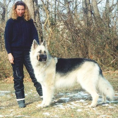Avatar for Shadow Hill Dog Training