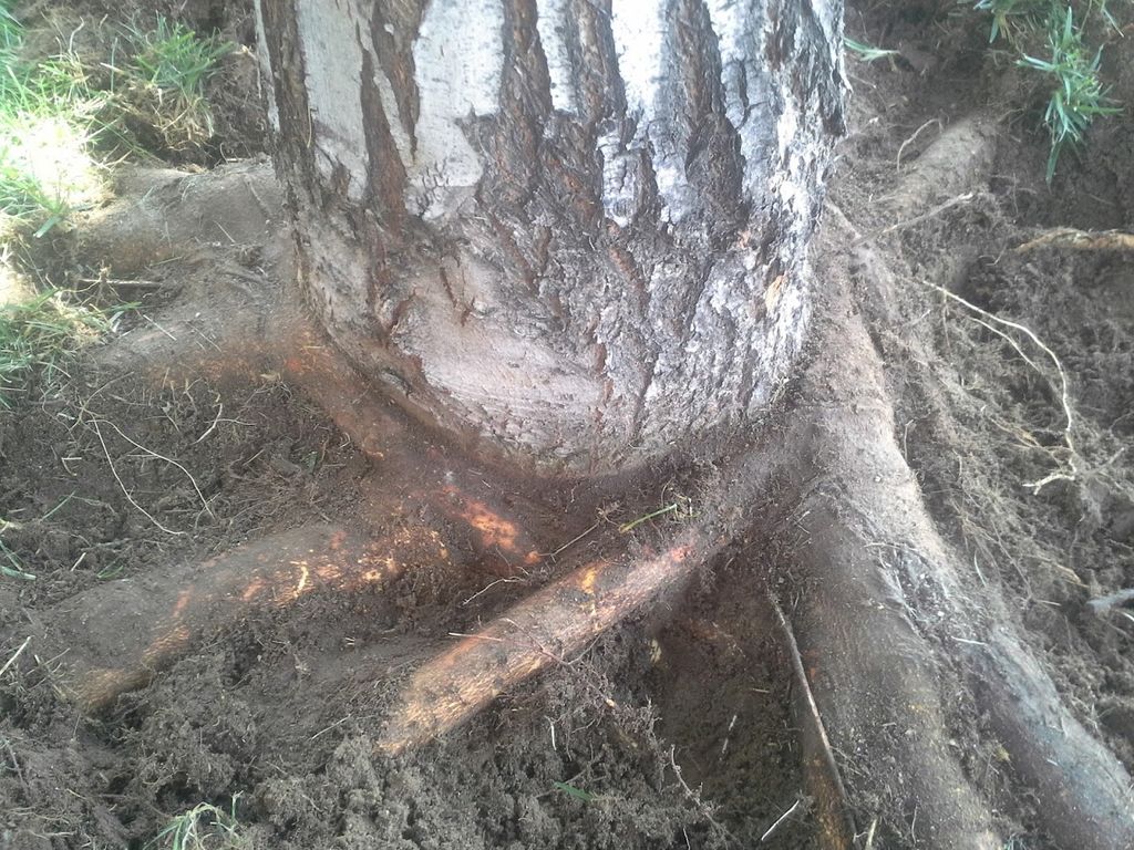 Many plant health issues can be solved at a very b