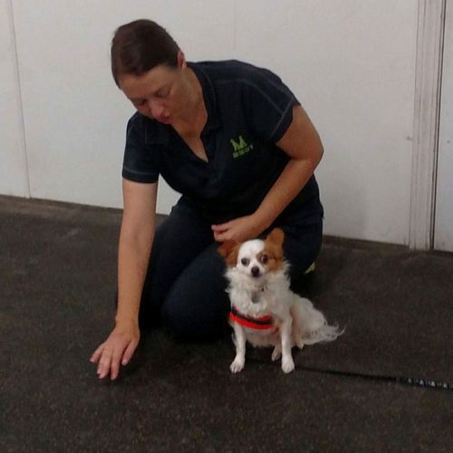 Maggie Marshall Dog Training Jacksonville, FL Thumbtack