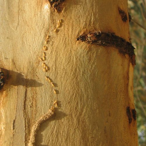 Termites on Eucalyptus Tree, Baghdad, Iraq