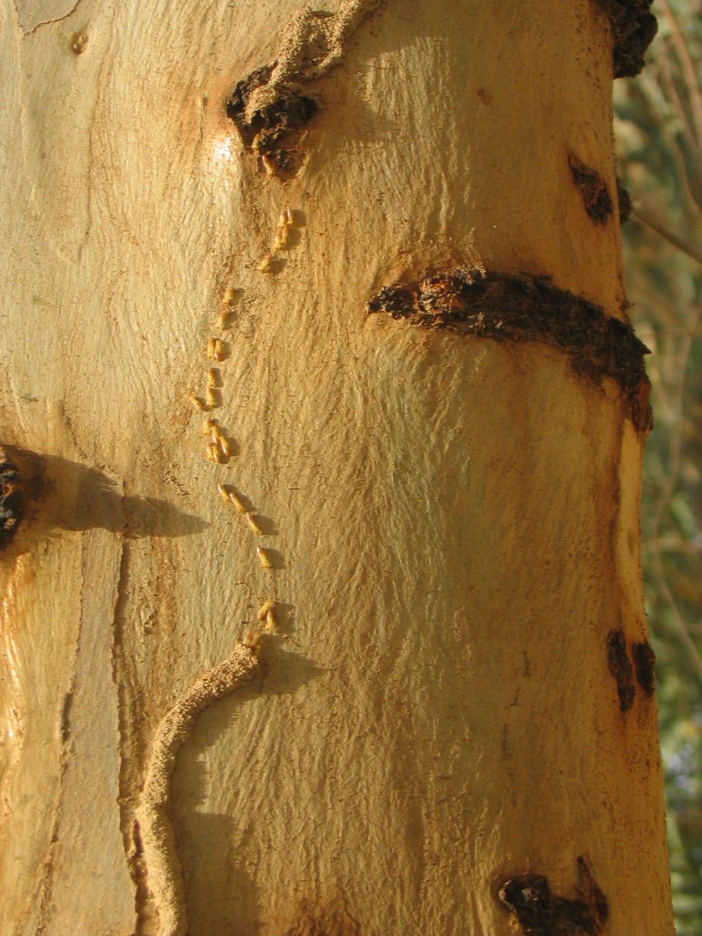 Termites on Eucalyptus Tree, Baghdad, Iraq