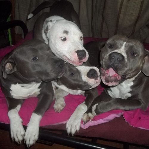 Our Blues: Chloe, Semtex (currently for sale), Bon