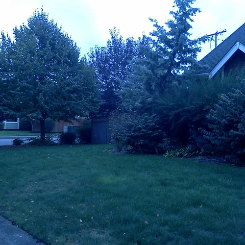 Before tree removal, tree and bush pruning, weedin