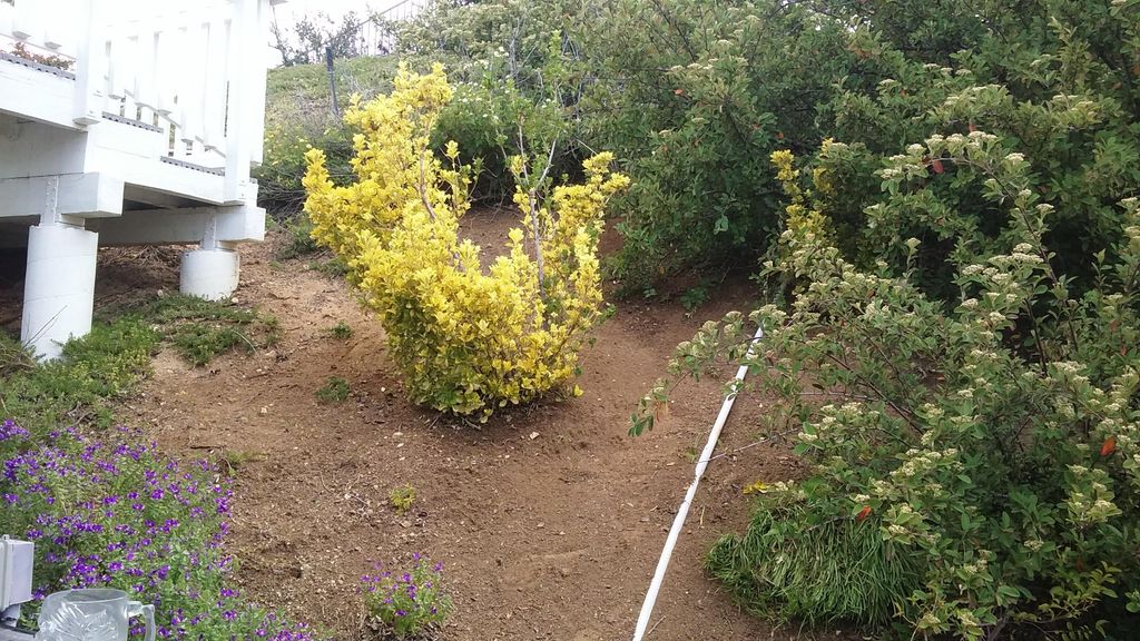 Part of a large hillside I hand pulled weeds.