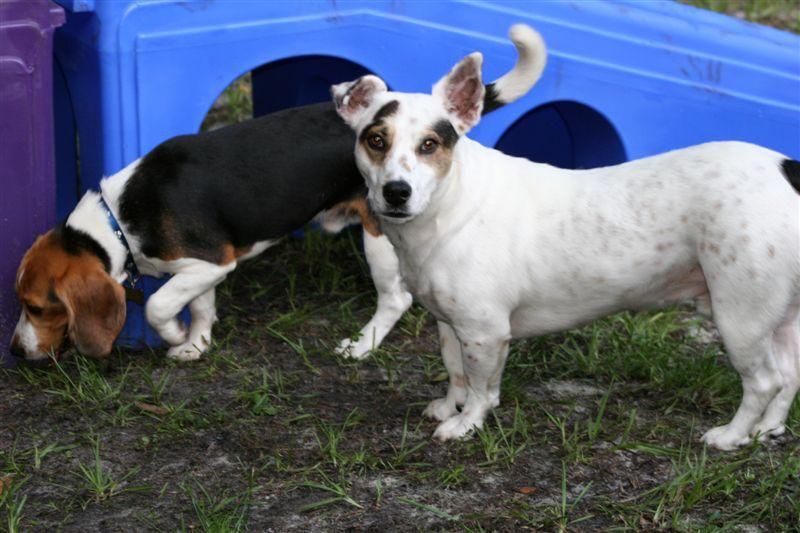 Socializing with other dogs is important