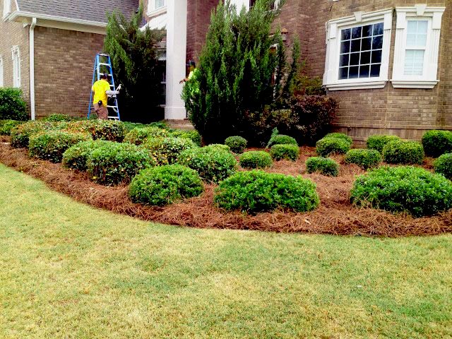 Part of our yard maintenance job. Bushes cut back 