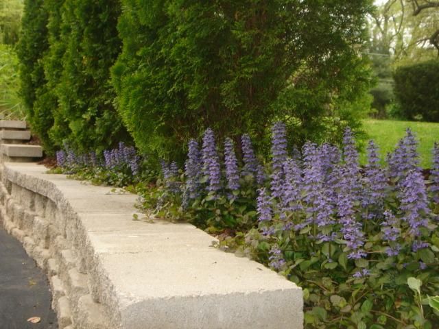 Retaining wall planted with upright arborvitae shr