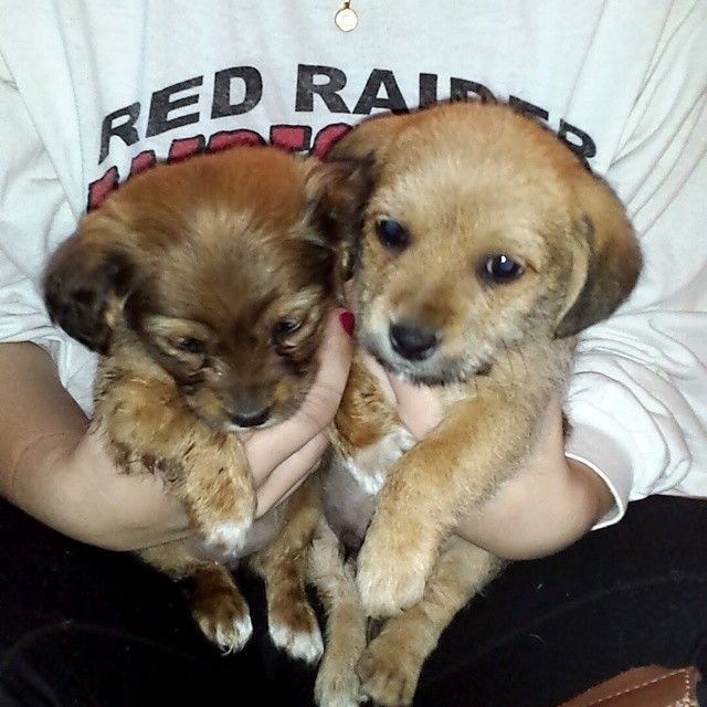 Helping take care of these little ones for a few d