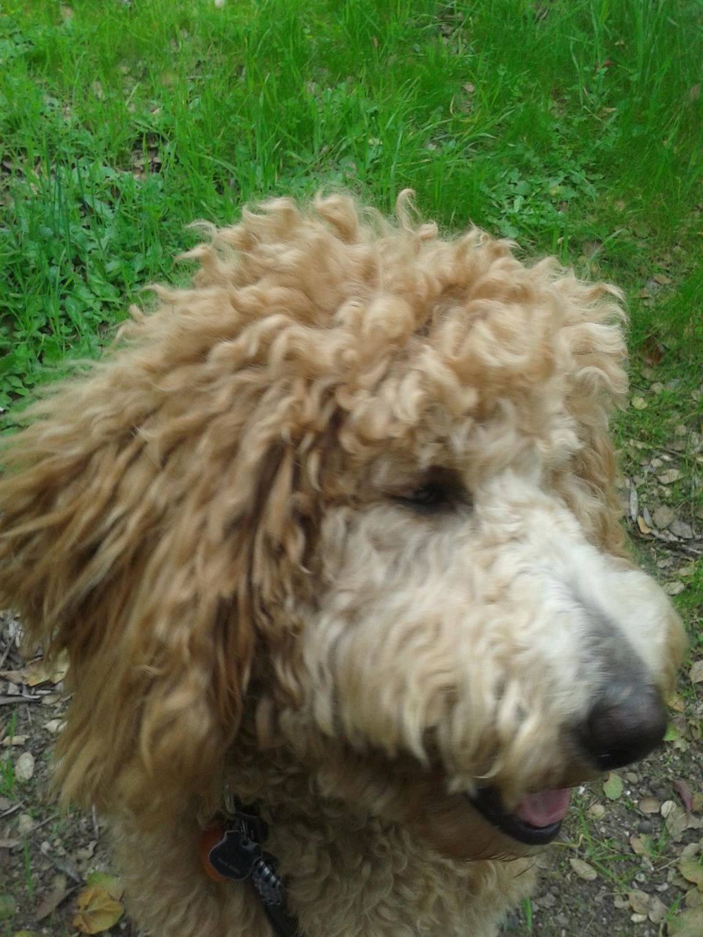 Yogi