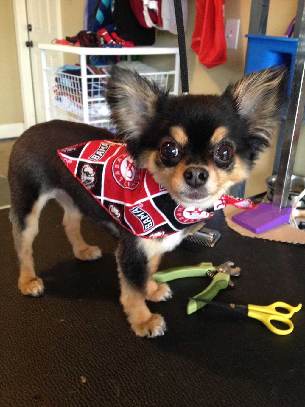 Rex sporting his new haircut.