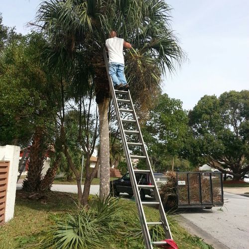 Ray Mann trimming an18ft palm tree.