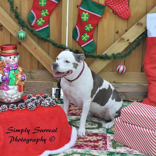 Pet Photography for Christmas Sessions
