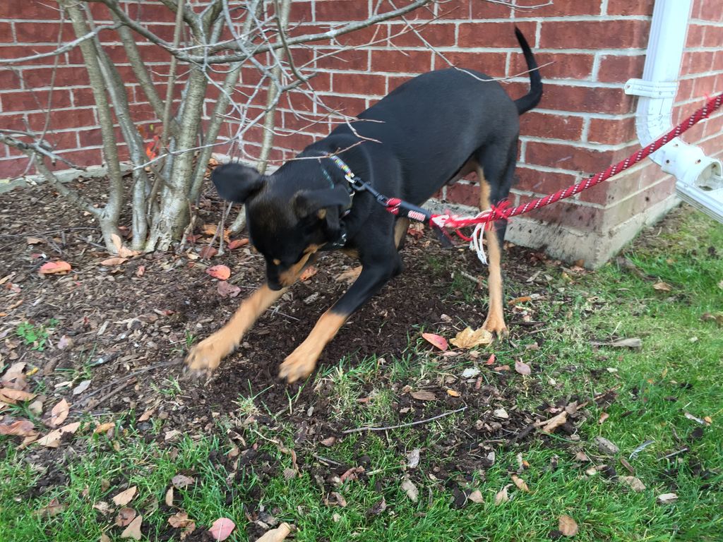 Unwanted digging