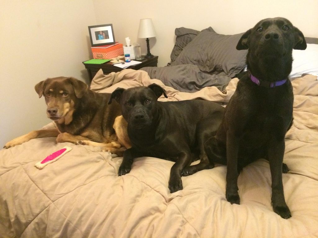 Toby and Scrappy enjoying Midnight's company!