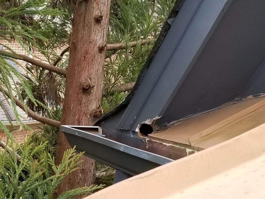 After two years of battling the squirrels and seve