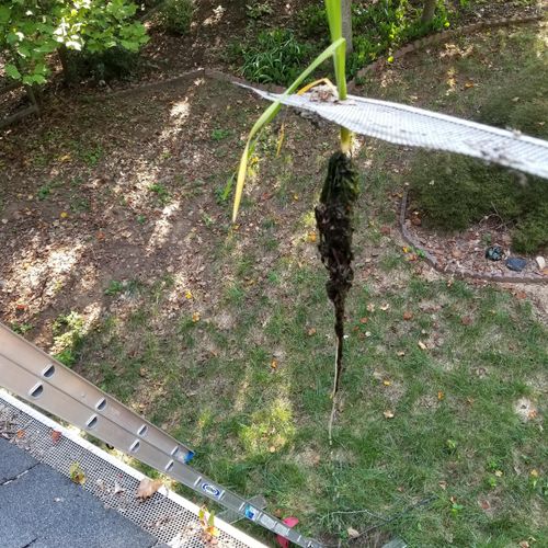 Tree, root nexus in gutters growing through guttef