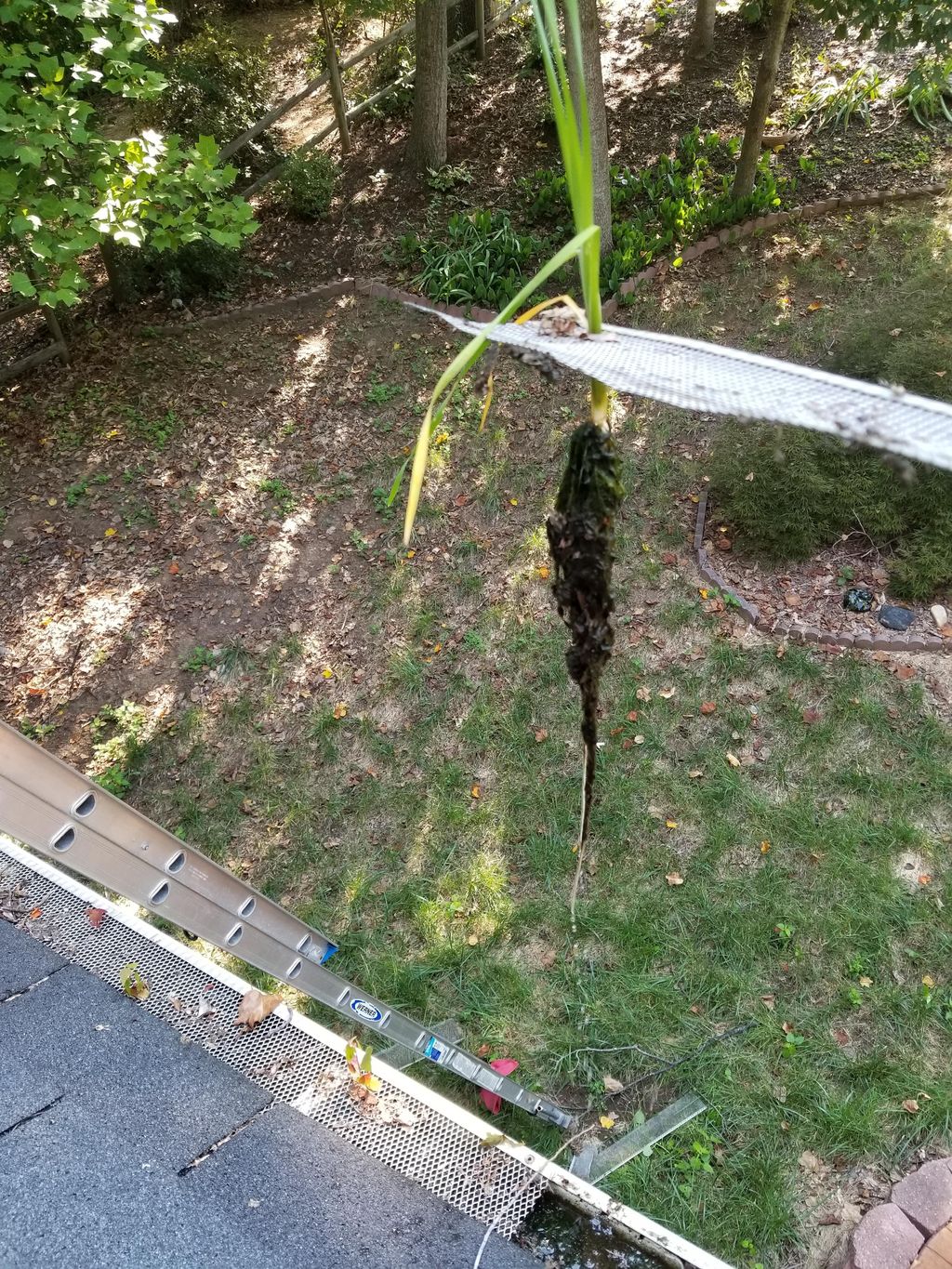 Tree, root nexus in gutters growing through guttef