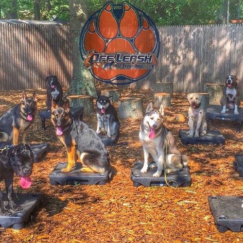 10 of our OLK9 trained dogs placing for a picture!