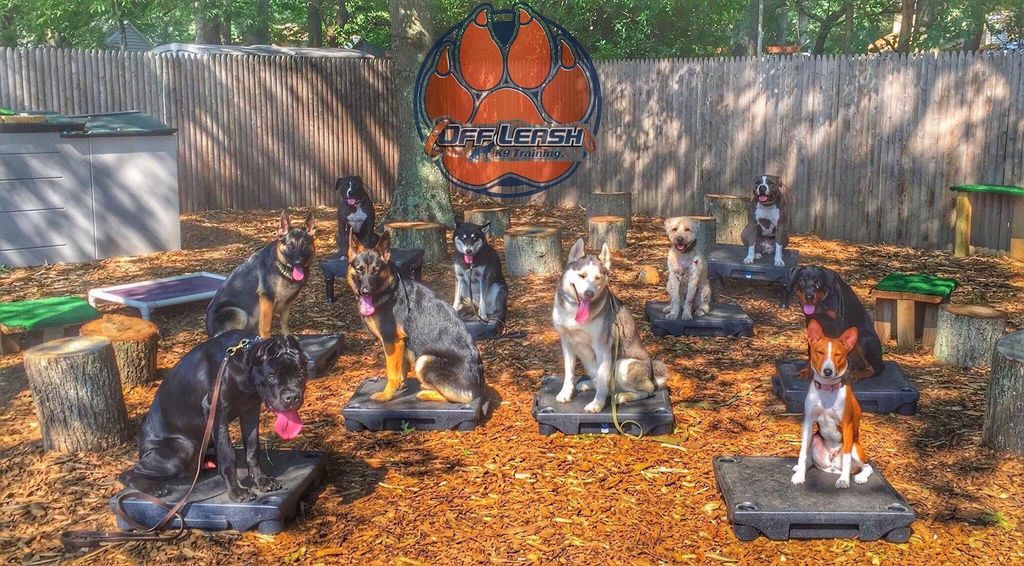 10 of our OLK9 trained dogs placing for a picture!