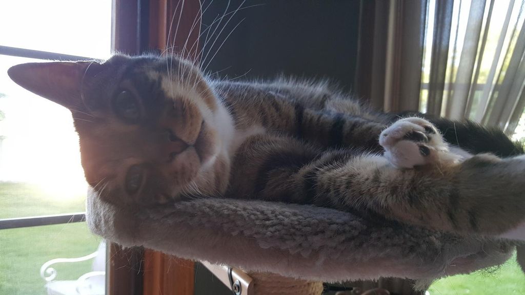 Handsome Beau hanging out