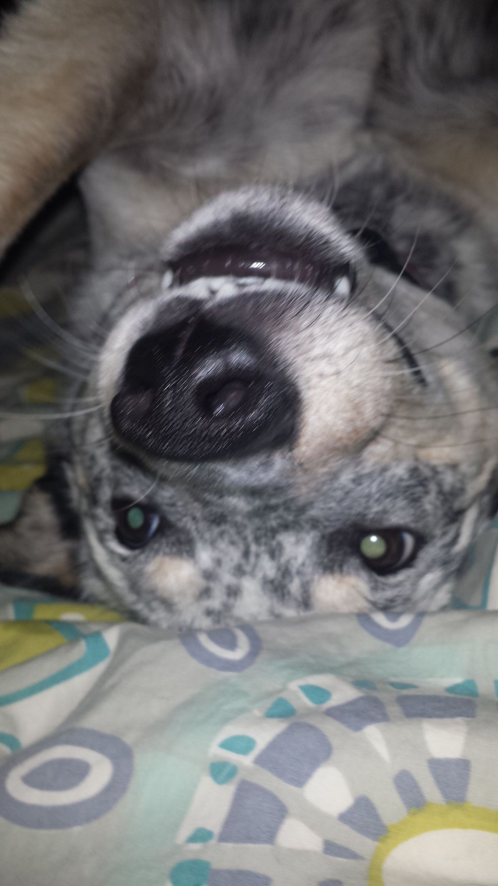 A Happy Damars Customer!