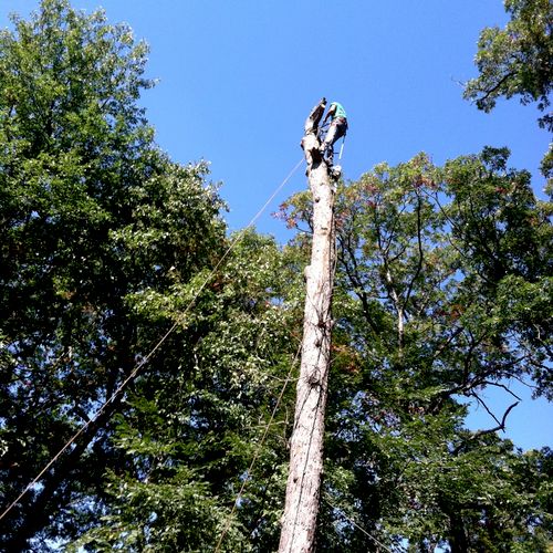 Mark on top of a 50 ft. oak tree.