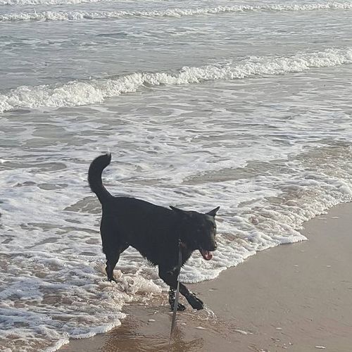 Lil Dawg Enjoying the Beach