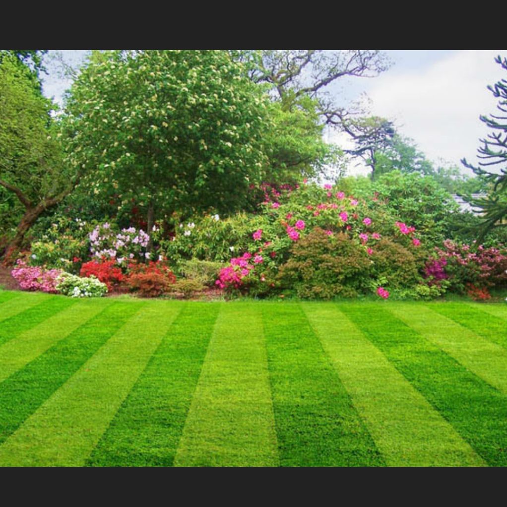 The Lawn Practitioners