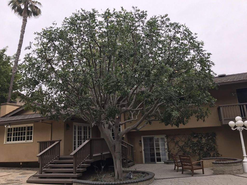 Carrotwood Tree that was thinned out and kept in s