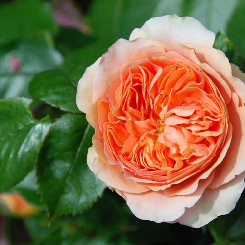 Peach rose at Bonn flower market, 2014