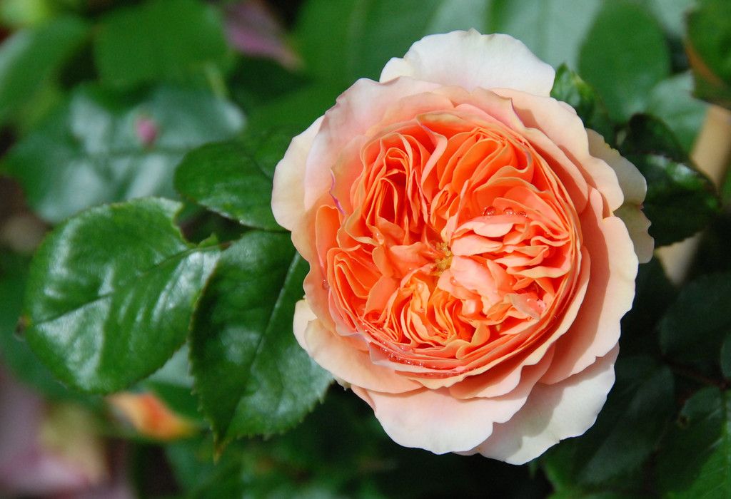 Peach rose at Bonn flower market, 2014