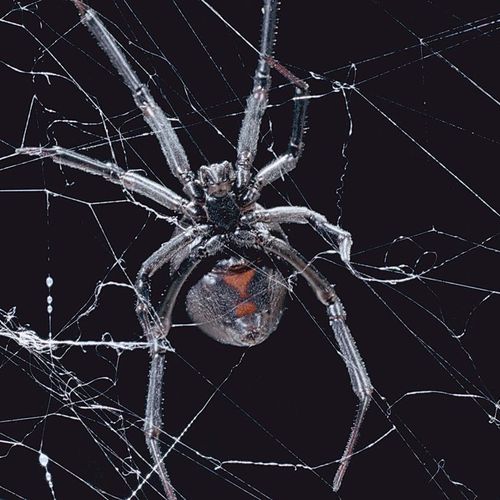 •Black Widow/ Spiders