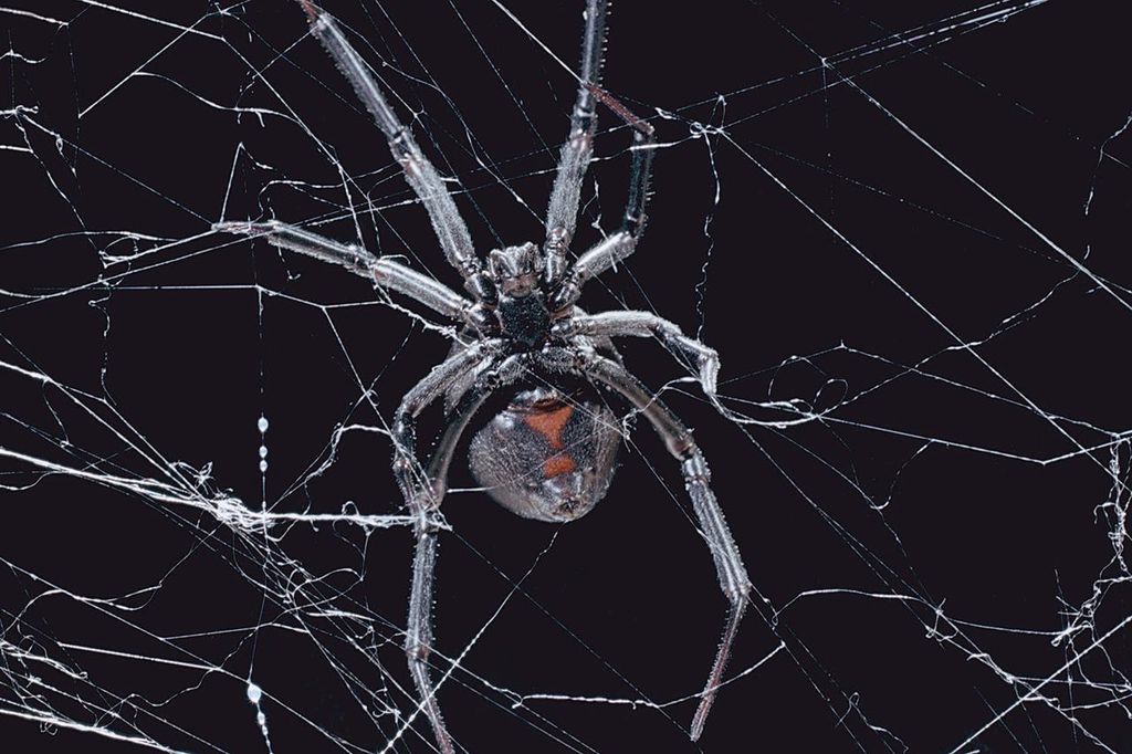•Black Widow/ Spiders